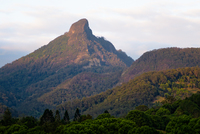 LS126 Wollumbin (Mt Warning) National Park NSW